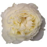 Cold Play Roses d'Equateur Ethiflora